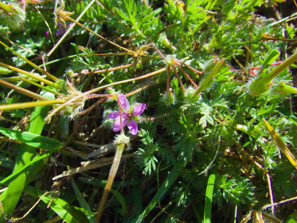 Erodium cicutarium (L.)